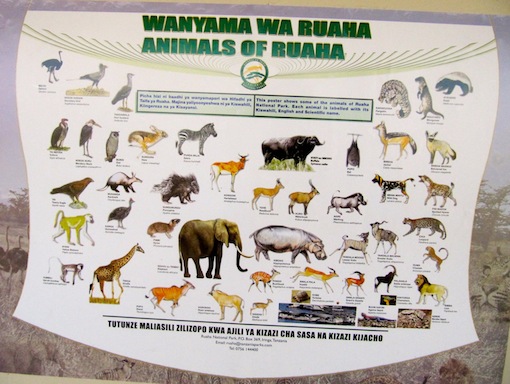 15 animali in Tanzania