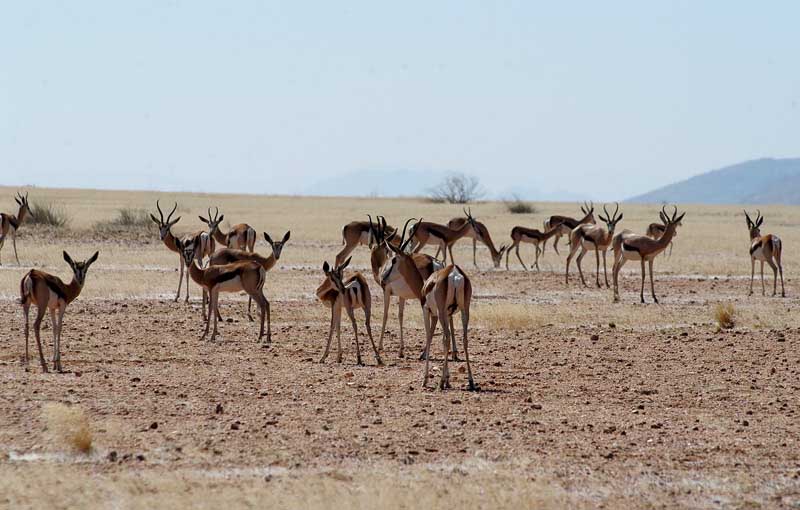 Hartmann - Springbok