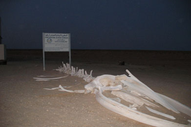 scheletro di balena-Banc d'Arguin (Mauritania)