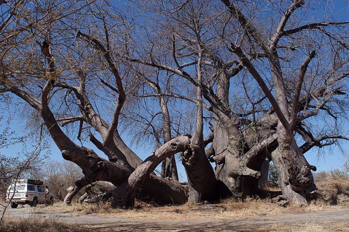 Baobab Kaudom
