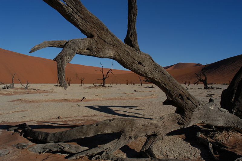 Dead Vlei